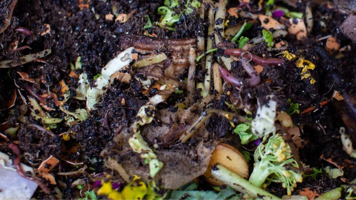 Cupertino Free Compost: Read All the Details Here!