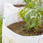 DIY Smart Pots: A Complete Guide to Transform your Garden