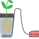 DWC Water level: Know How you can Grow Plants in this system