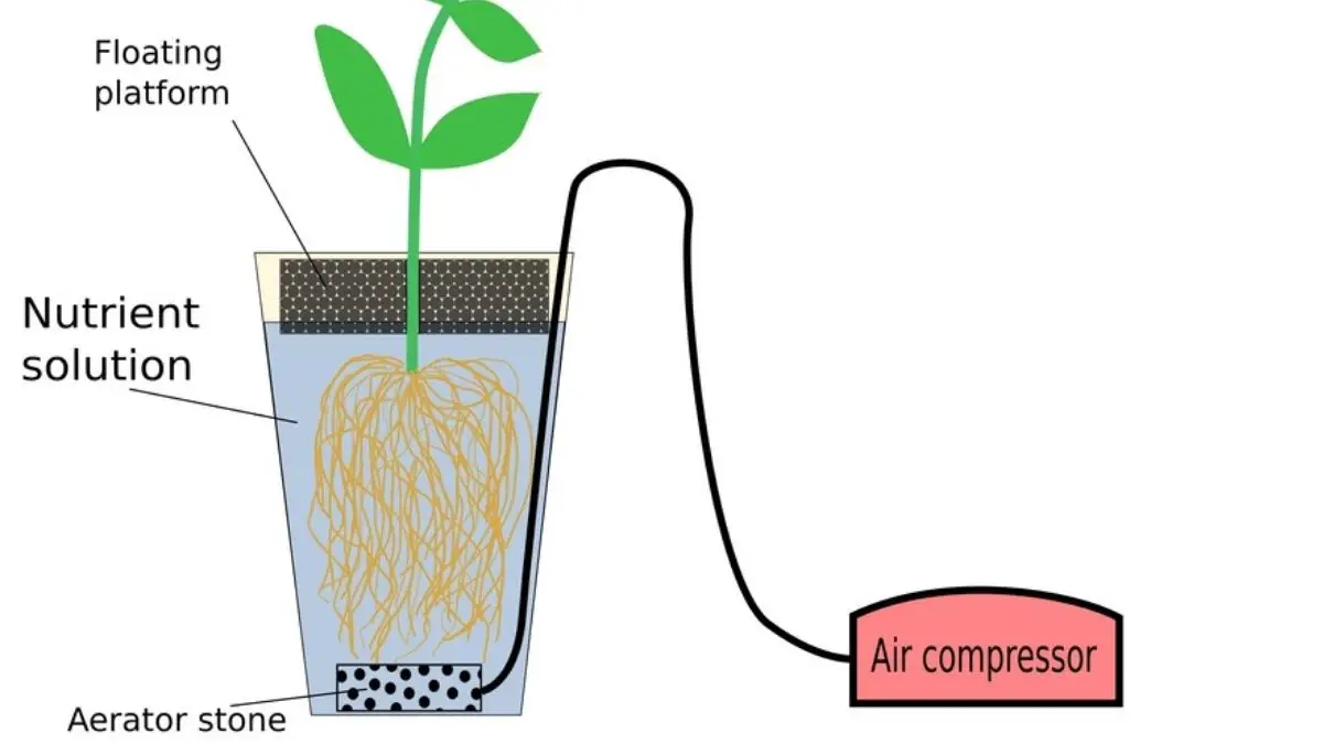 DWC Water level: Know How you can Grow Plants in this system