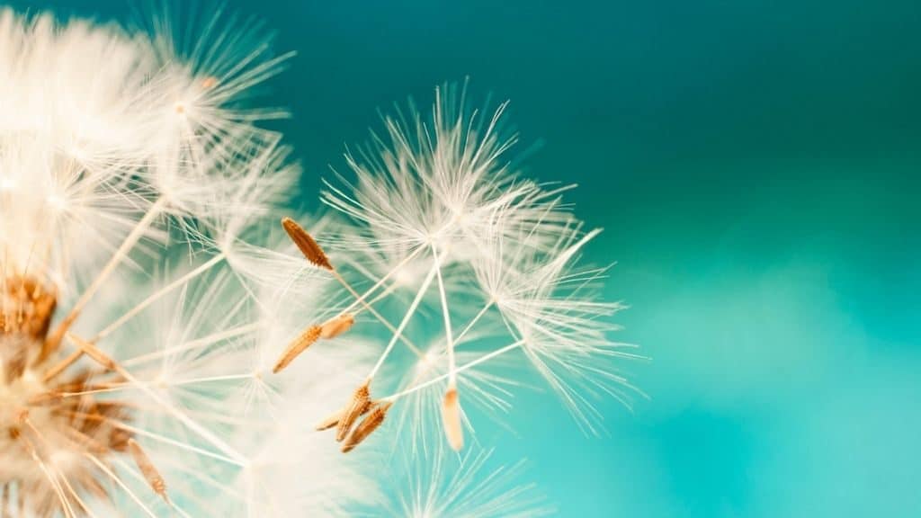 Dandelion Infested Lawn