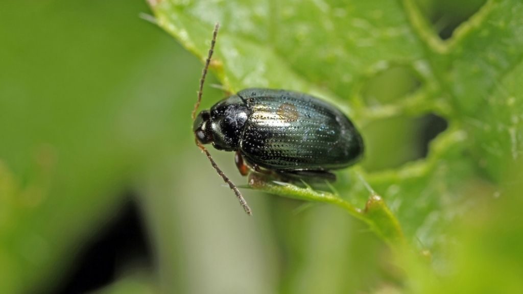 Flea Beetle feeding.