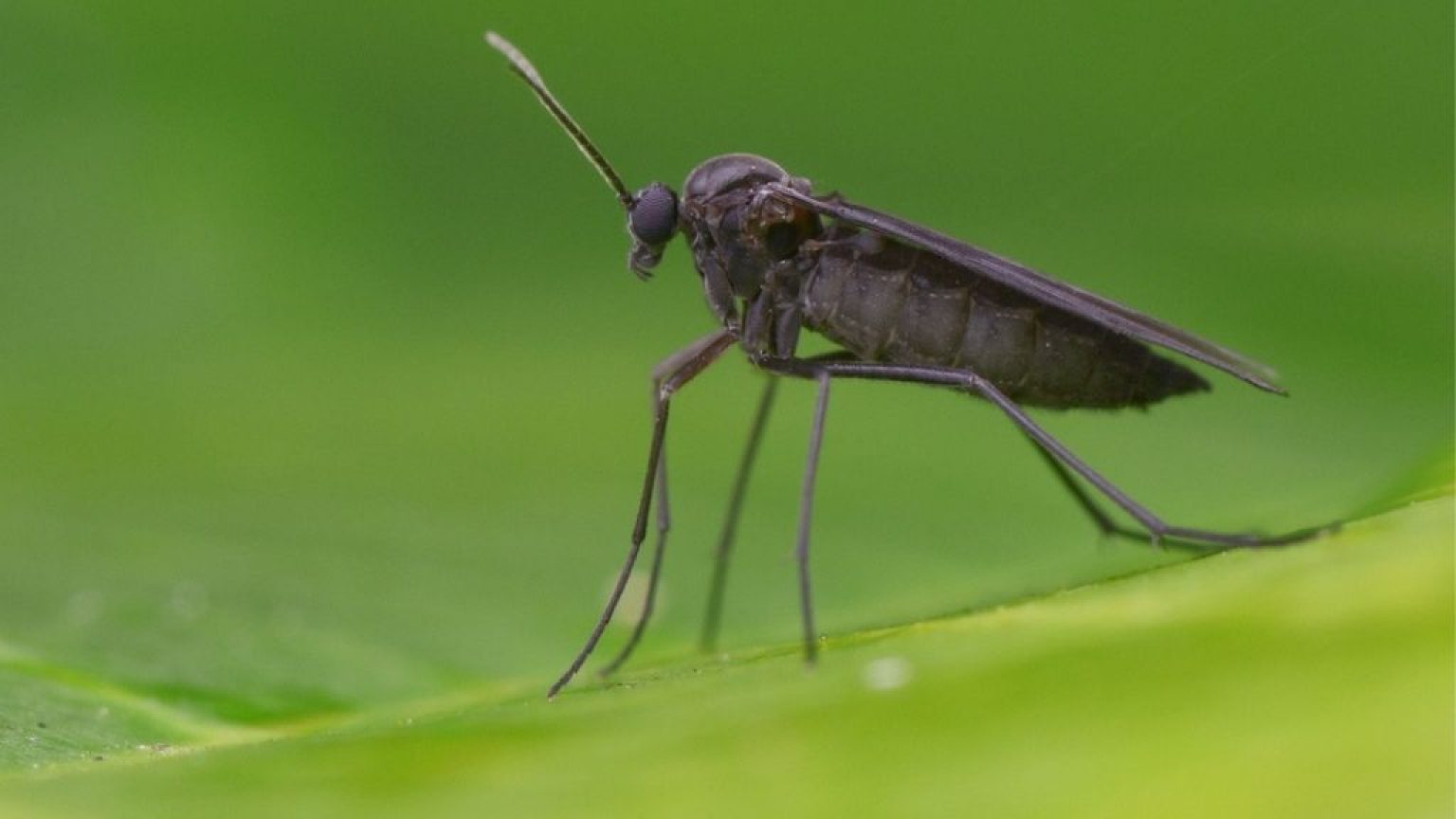 Are You Seeing Tiny black bugs on plants outside? Then read this