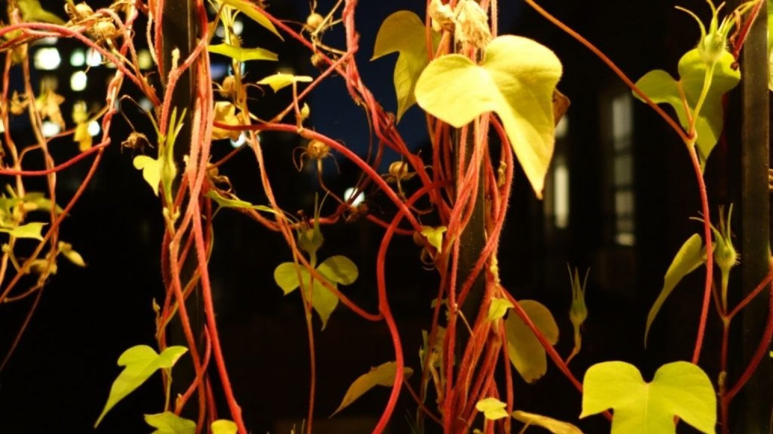 Scarlett o'hara plant