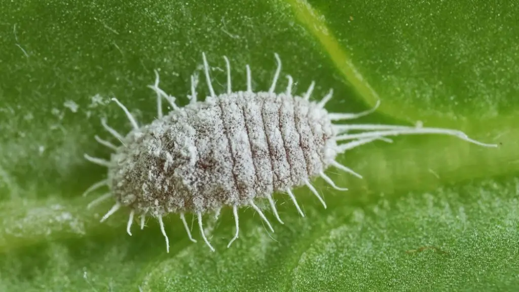 A Mealy Bug feasting on a leaf.