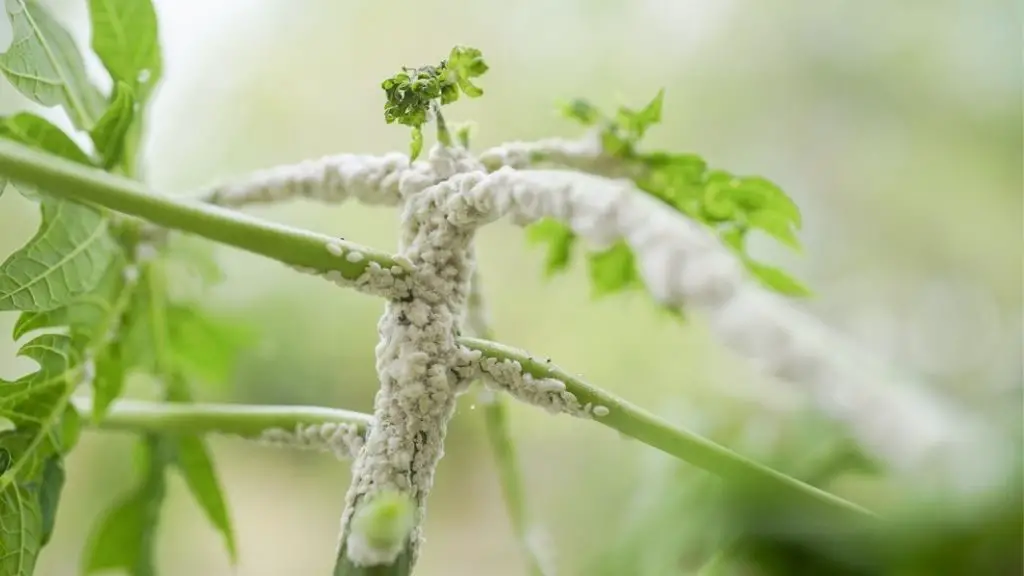 Cotton waxy coating due to mealybug infestation.