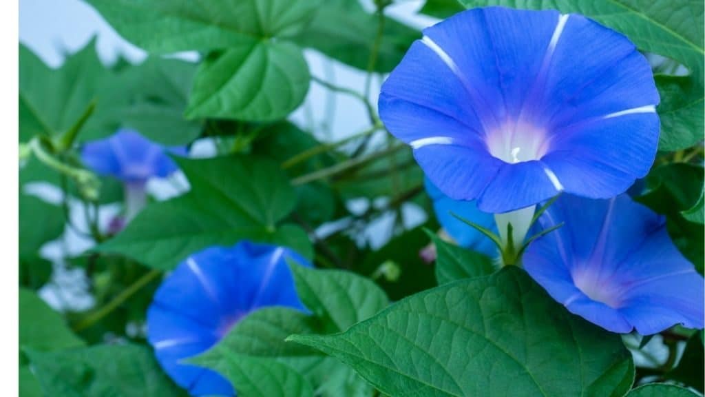 Morning glory tea has many benefits. 