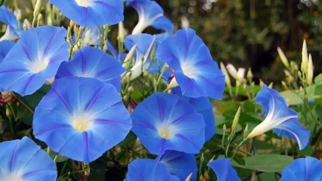 Morning glory flowers.