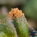 No Pest Strips for Spider Mites: Get Rid of these Insects!