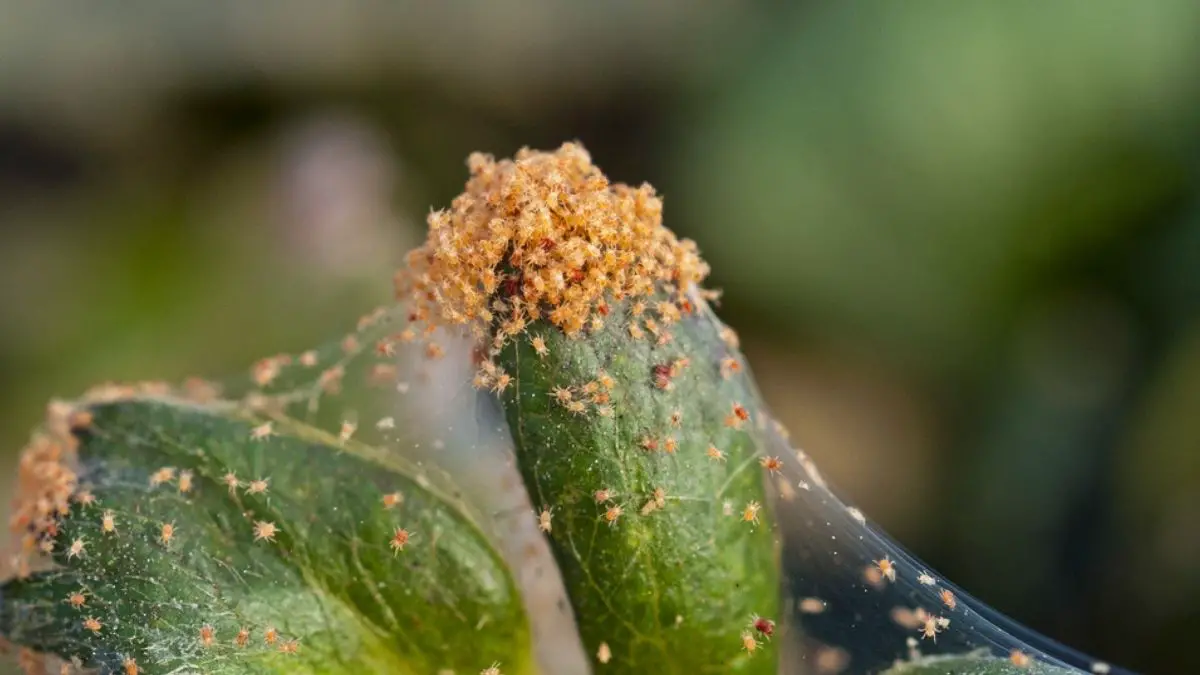 No Pest Strips for Spider Mites: Get Rid of these Insects!