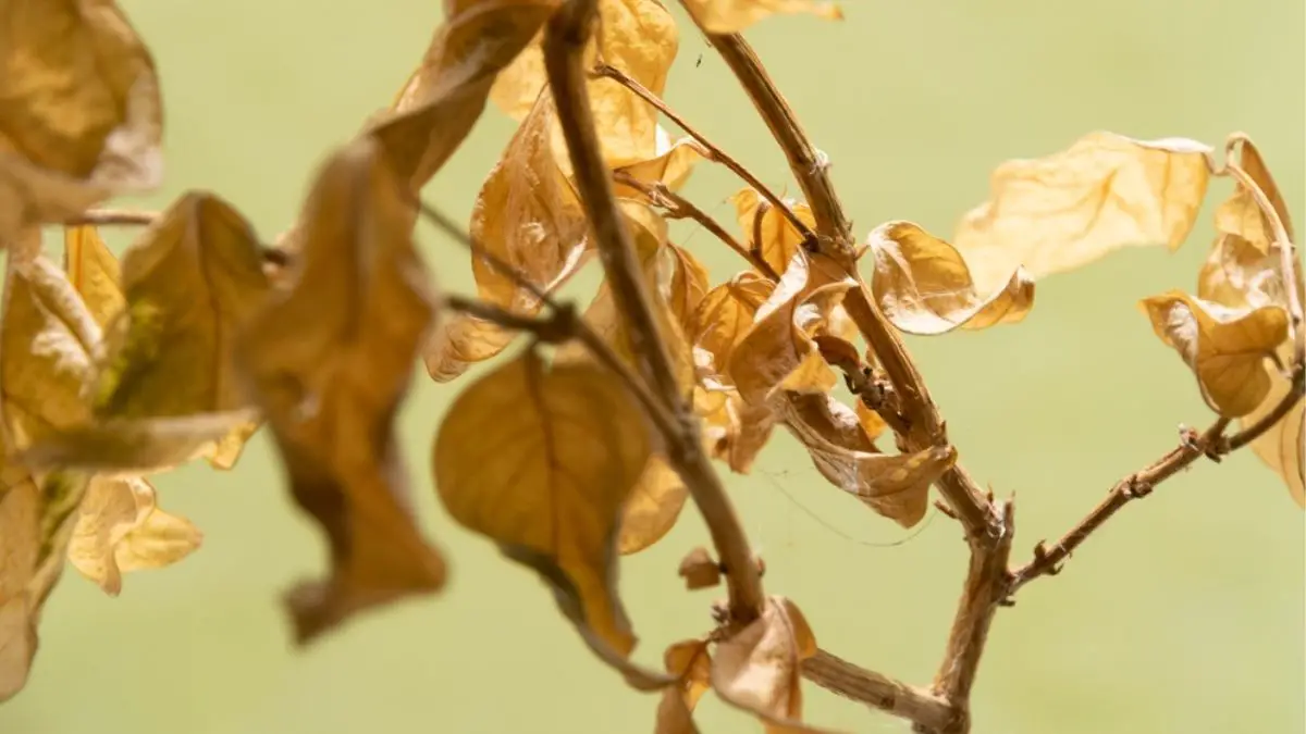 Plant dying during flowering: Why it happens and its cure!