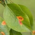Rust spots on leaves during flowering: Know Why these Occur