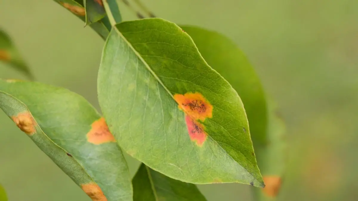 Rust spots on leaves during flowering: Know Why these Occur