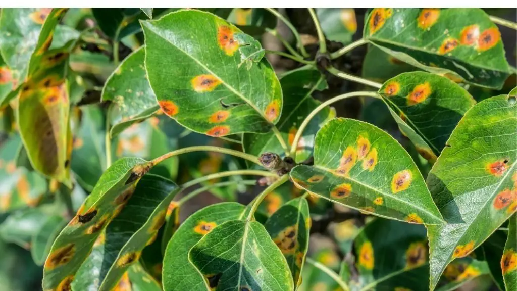 Rust spots on leaves during flowering