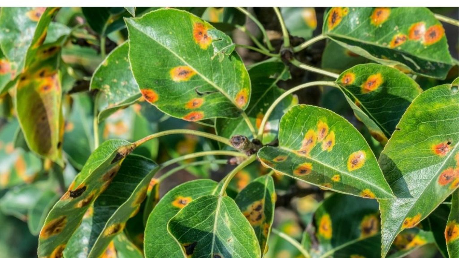 rust-spots-on-leaves-during-flowering-know-why-these-occur