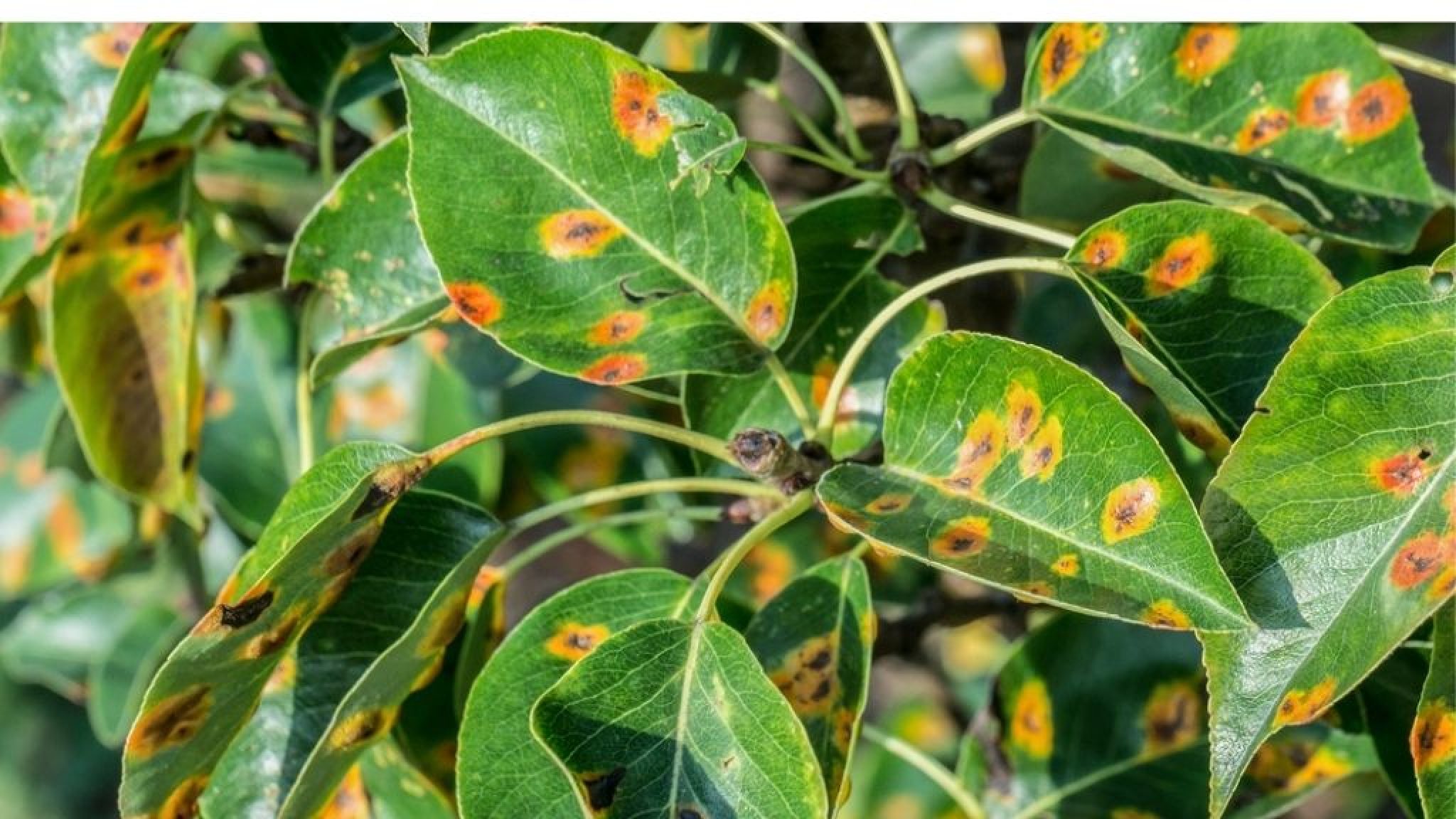 Rust spots on leaves during flowering: Know Why these Occur