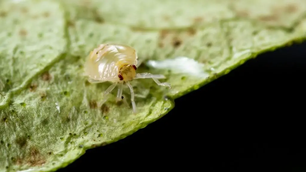 No pest strips for spider mites