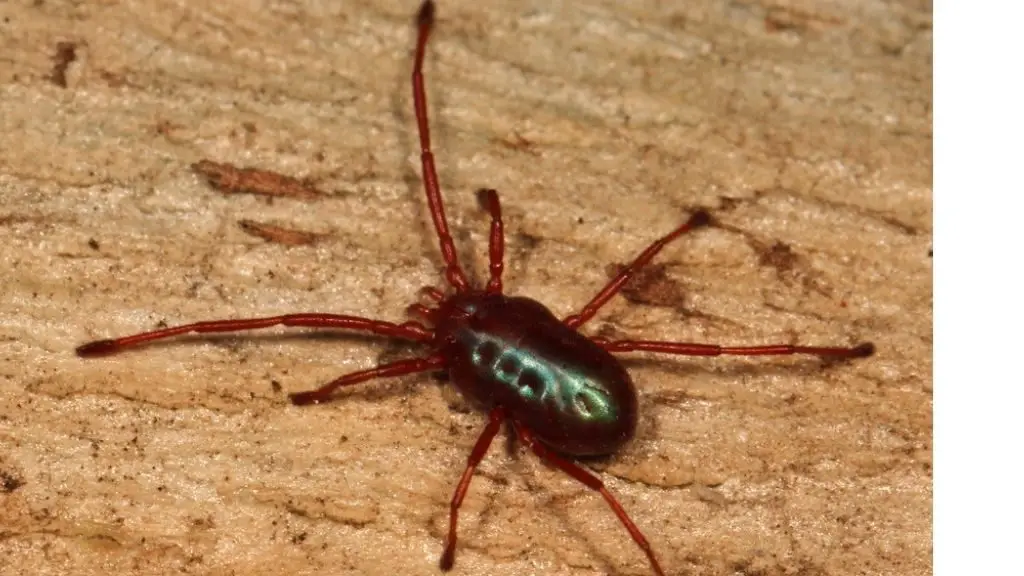 Spider mites damages plants by sucking sap.