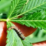 THC Worm: The 3 Relations of Worms with Cannabis Consumption