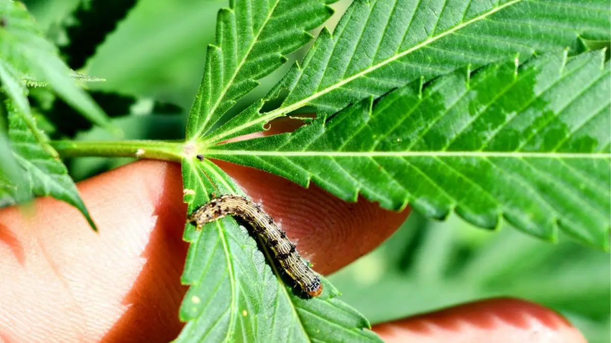 THC Worm: The 3 Relations of Worms with Cannabis Consumption