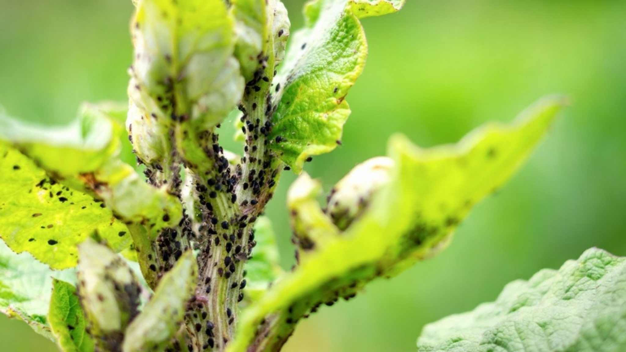 little black bugs on plants        <h3 class=