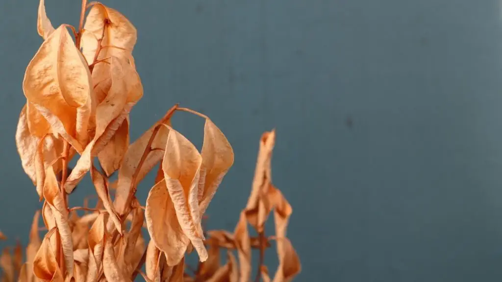 Plant dying during flowering