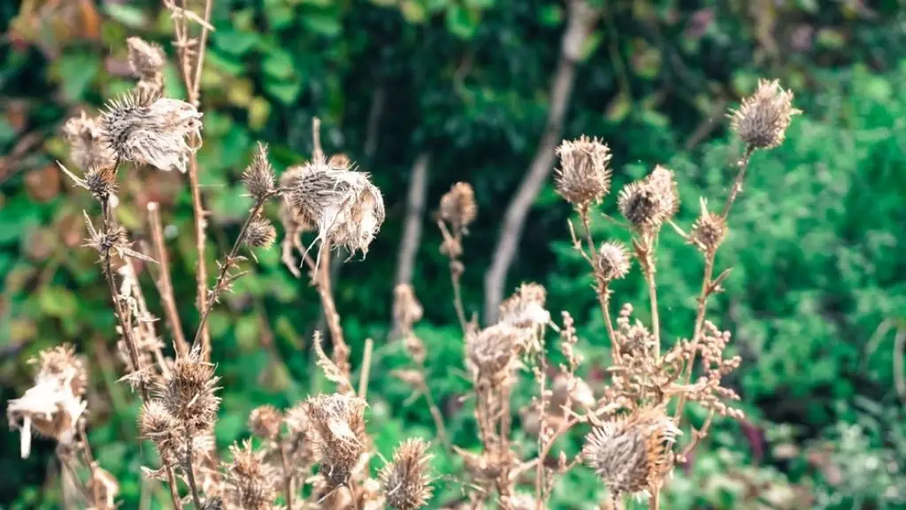 Plant dying during flowering
