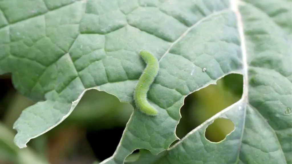 Worm feasting on a cabbage leaf.