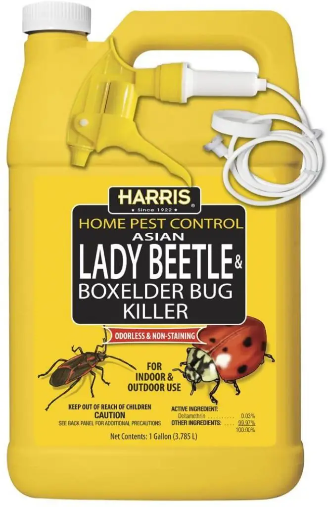 Best Japanese Beetle Killer 