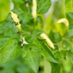 Are you witnessing Ants on Pepper Plants? Then be Careful!