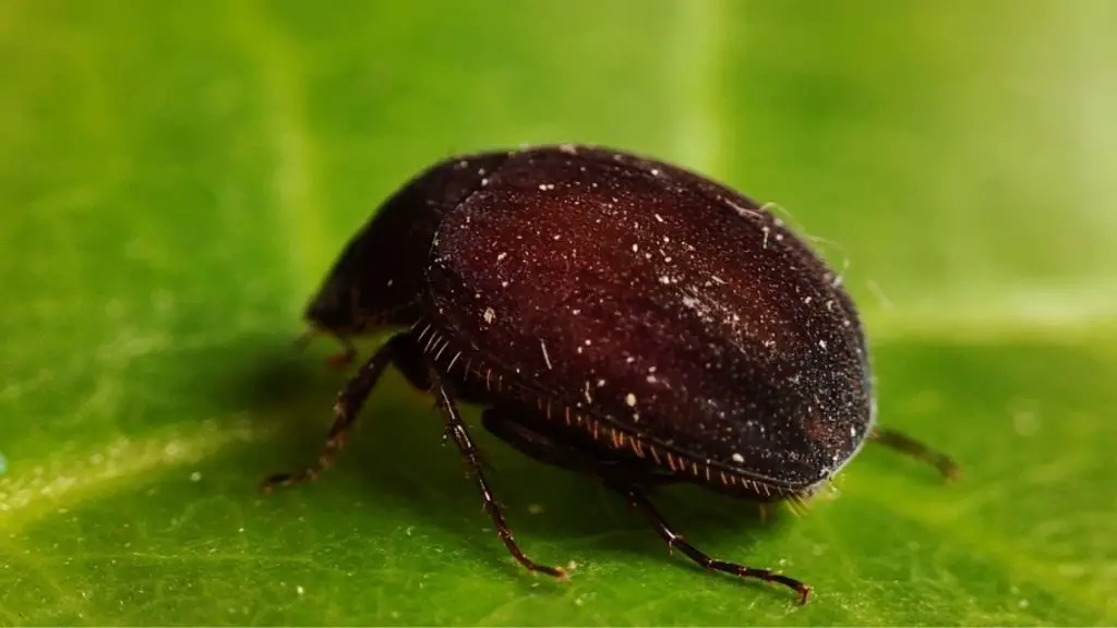 How to Get Rid of Asiatic Garden Beetle