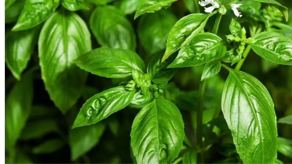 Black Dots on Basil Leaves