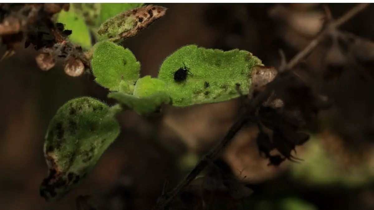 What causes Black Dots on Basil Leaves? Know the Reasons