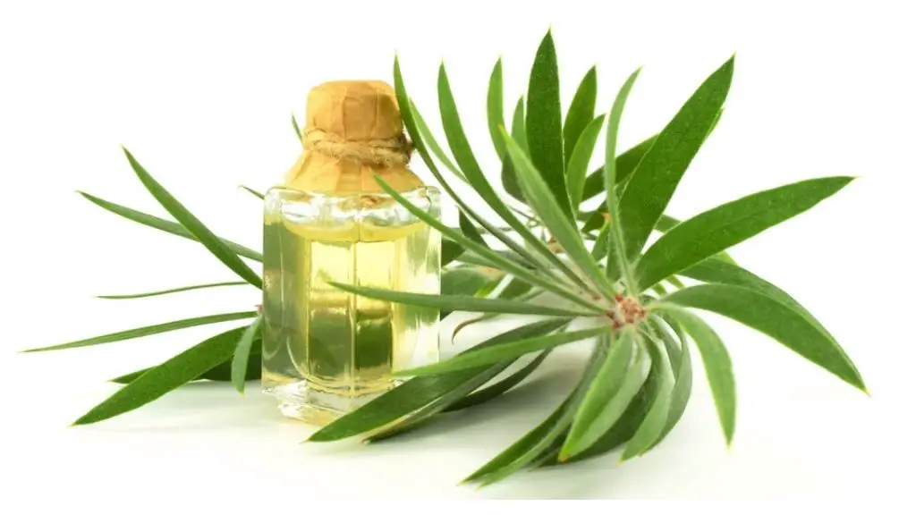 Does Tea Tree Oil Attract Bugs
