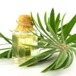 Does Tea Tree Oil Attract Bugs or is it an Insect Repellent? Know Now!