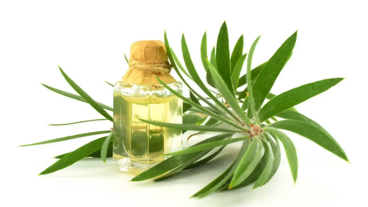 Does Tea Tree Oil Attract Bugs or is it an Insect Repellent? Know Now!