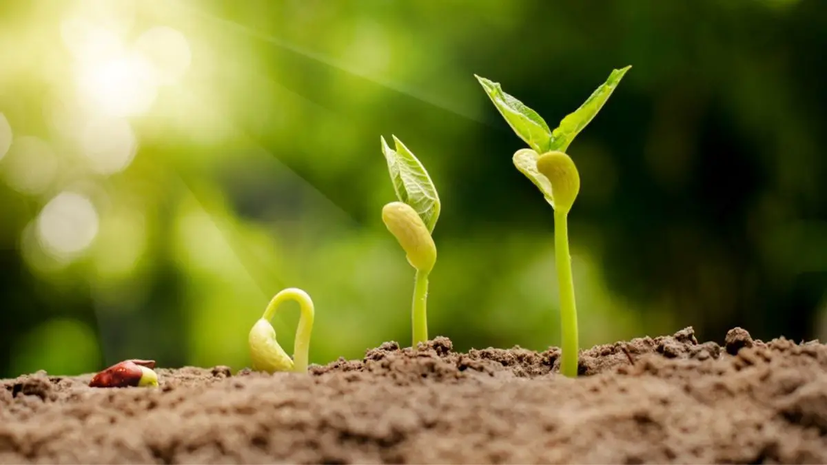 How Long for Seeds to Germinate in Soil