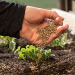 How Much Bone Meal Per Gallon of Soil? Know Now!
