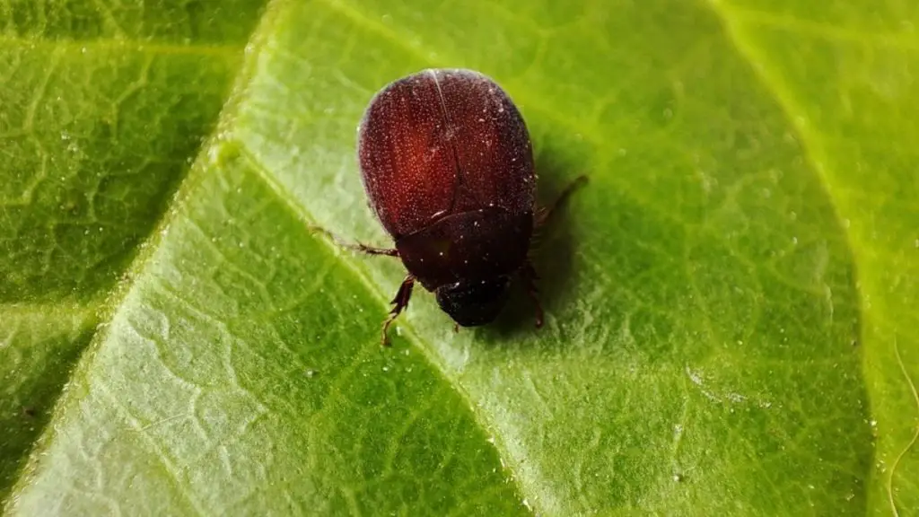 how-to-get-rid-of-asiatic-garden-beetle-know-the-easy-steps