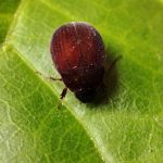 How to Get Rid of Asiatic Garden Beetle (and Japanese Beetle)?