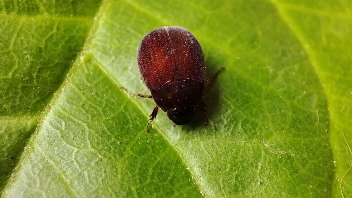 How to Get Rid of Asiatic Garden Beetle (and Japanese Beetle)?