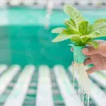 How to Lower the pH in Hydroponics? KNow the Easy Ways!