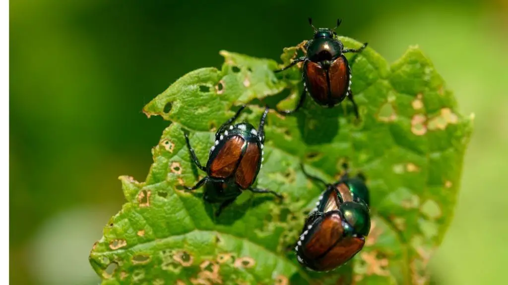 how to get rid of the Japanese Beetle?