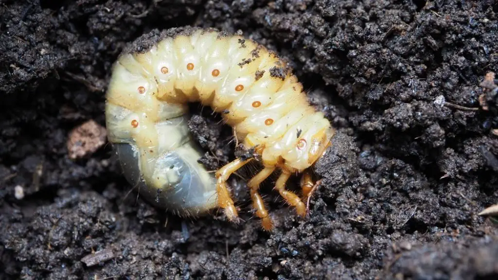 Asiatic garden beetle life cycle