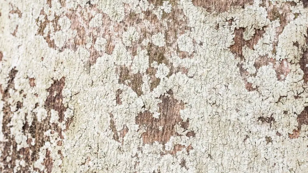 Lichen causes White Growth on Tree Trunk.