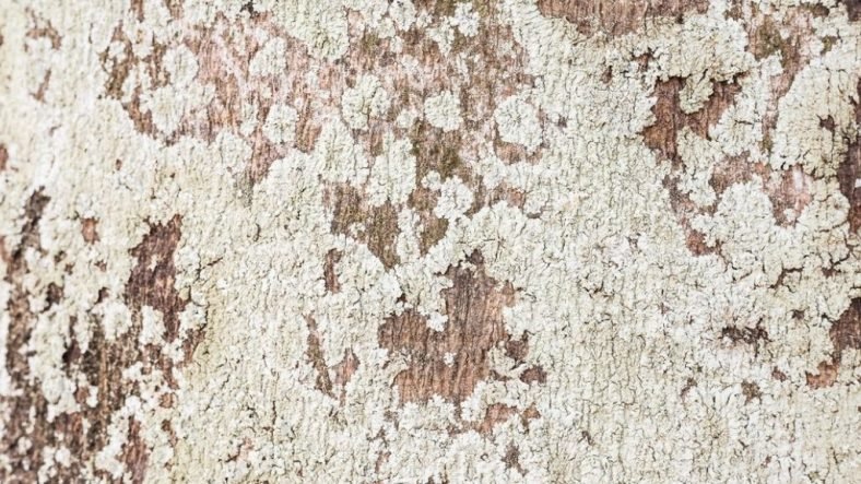 What Causes White Growth on the Tree Trunk? Know Now!