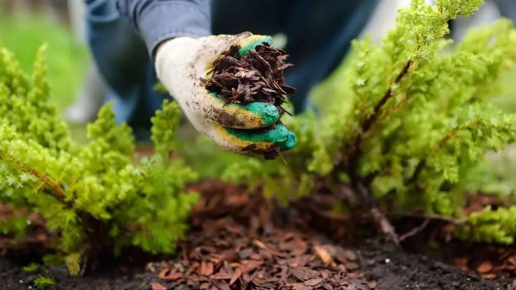 Mulch increases soil acidity