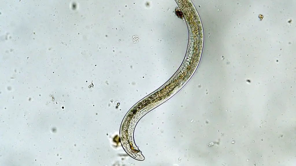 Nematode Worm in Soil