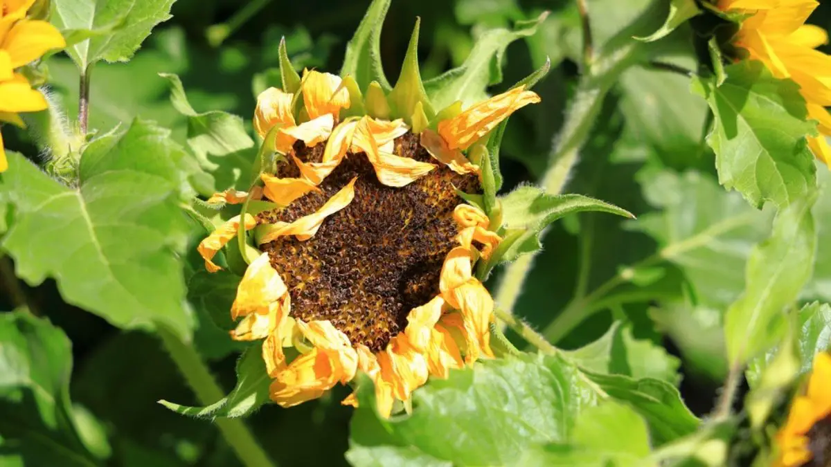 Sunflower Petals Falling off: Why it Happens and What to do?