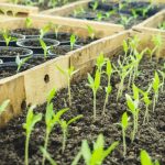 When to Put Seedlings Under LED Light? Know Now!